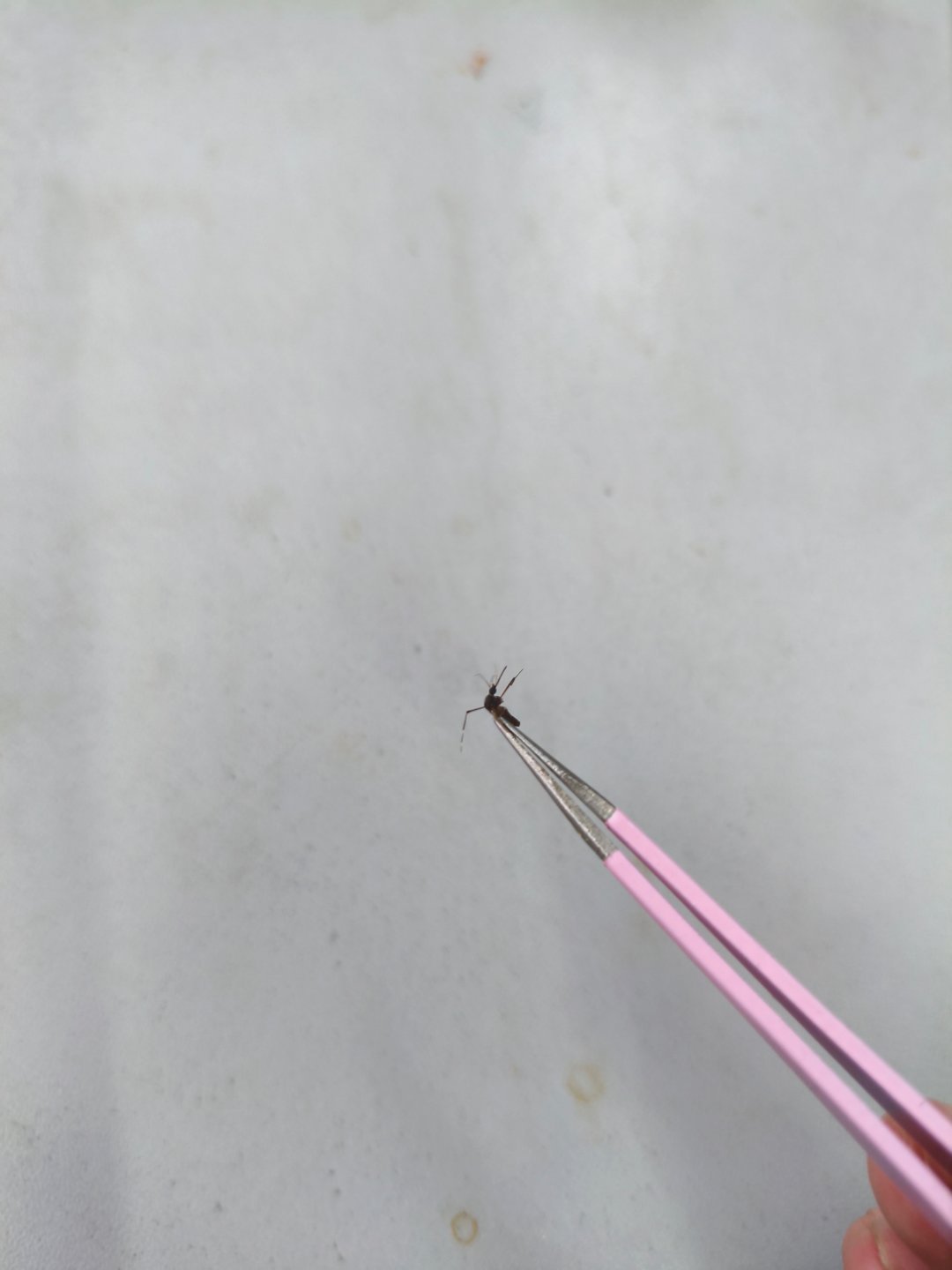 死蚊子，叮我脑门，去死吧!