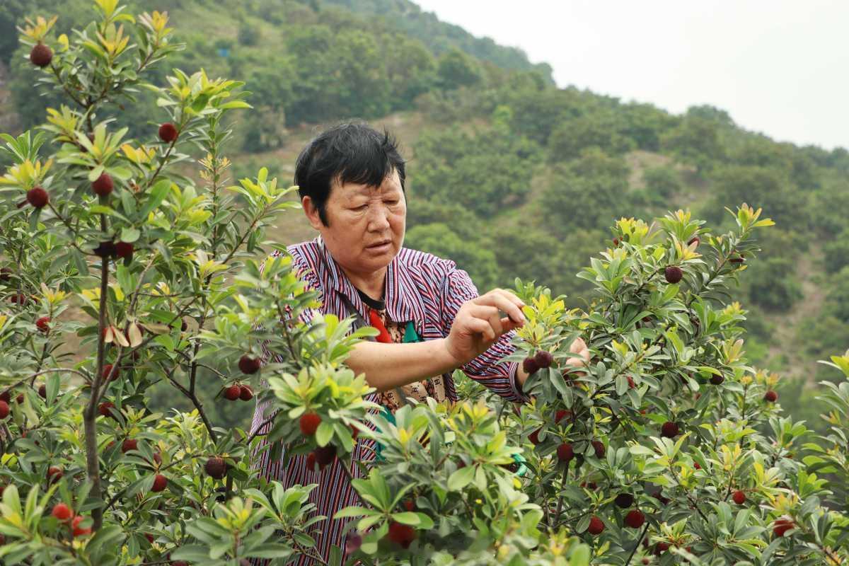 宁波露天杨梅上市实现杨梅自由啦6月5日，慈溪露天杨梅正式开采，标志宁波迎来杨梅