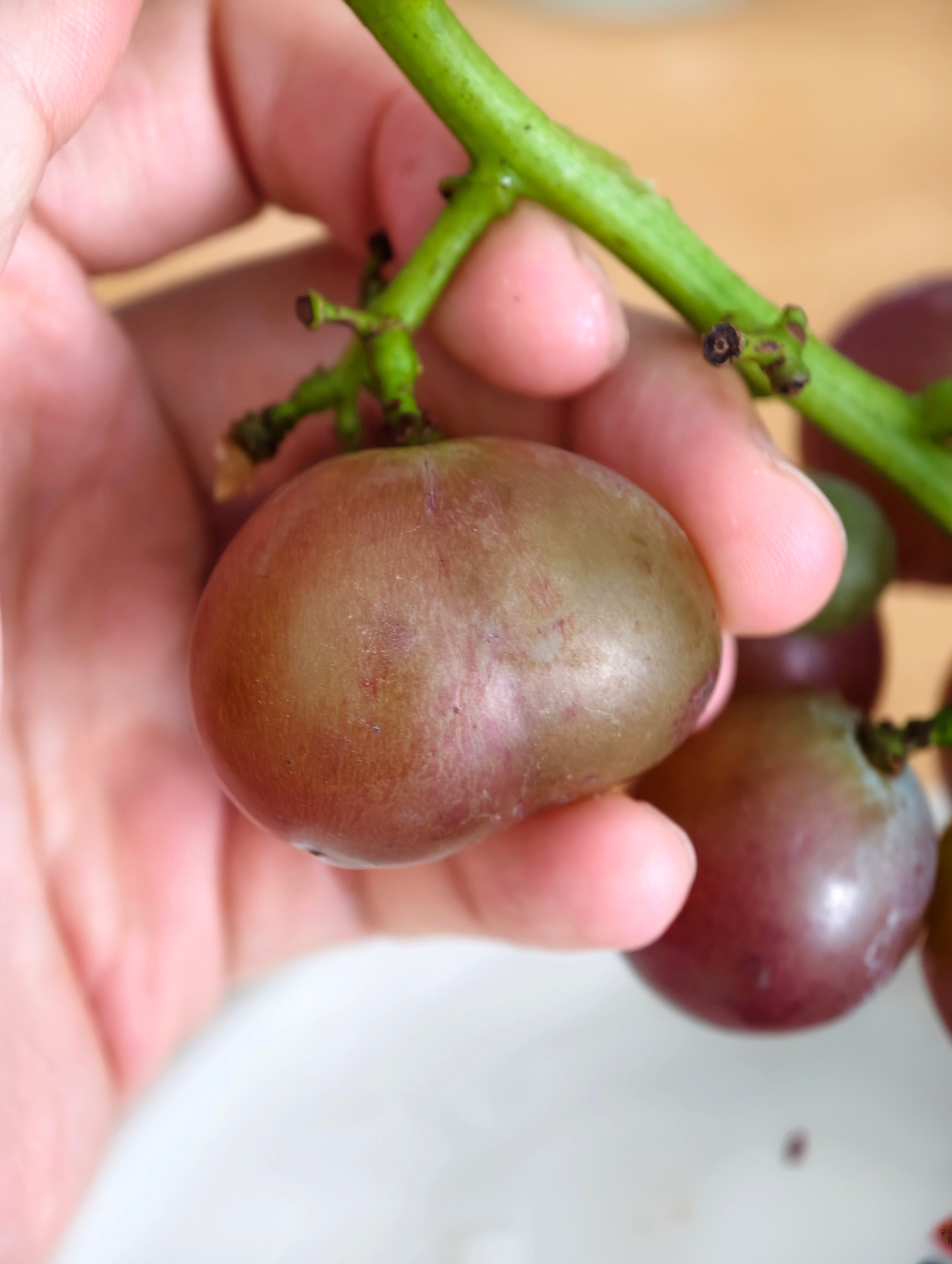 吃到了一枚屁股葡萄🍇！