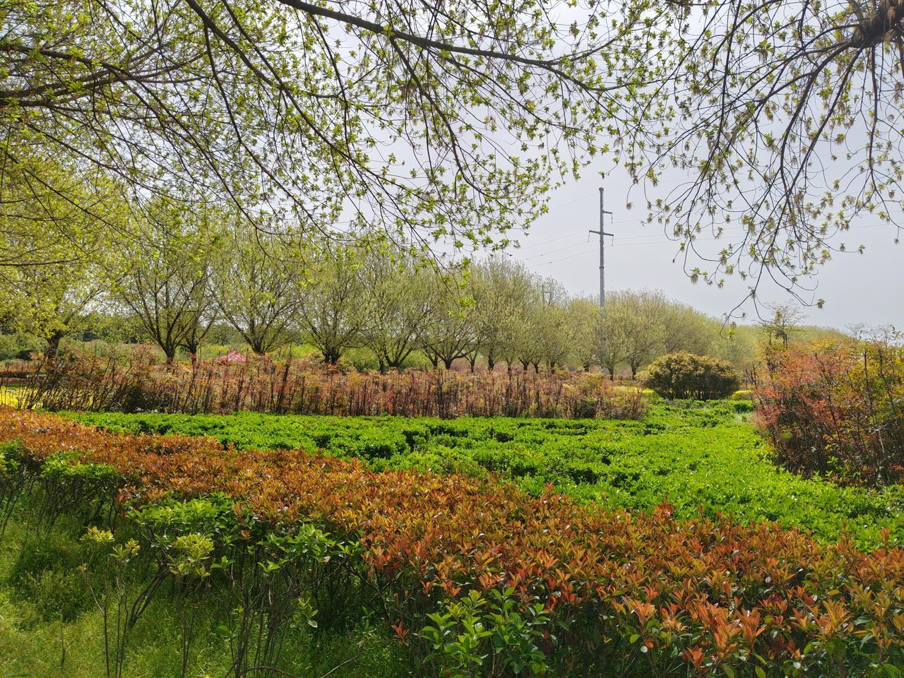 这才是春天该有的样子啊！抬头是刚冒芽的嫩枝，满眼都是鲜活的新绿，层次分明的灌木把