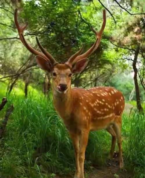 东北虎从“濒危”到“60+”，远东豹从“传说”到“110”，数字像体温计一样把冷