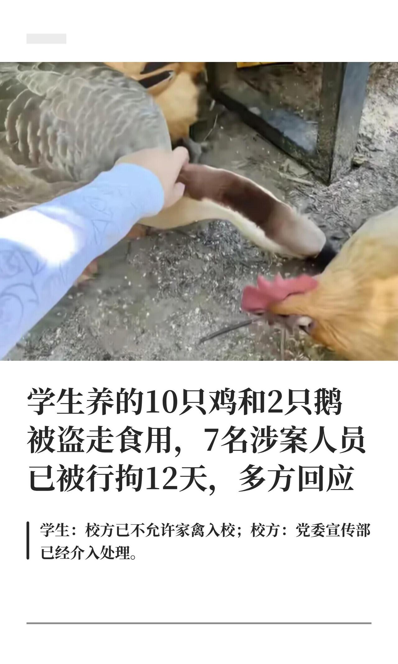 川美那帮搞“快乐小鸡喂养合作社”的学生，算是被现实狠狠啄了一口。一年多前在后山起