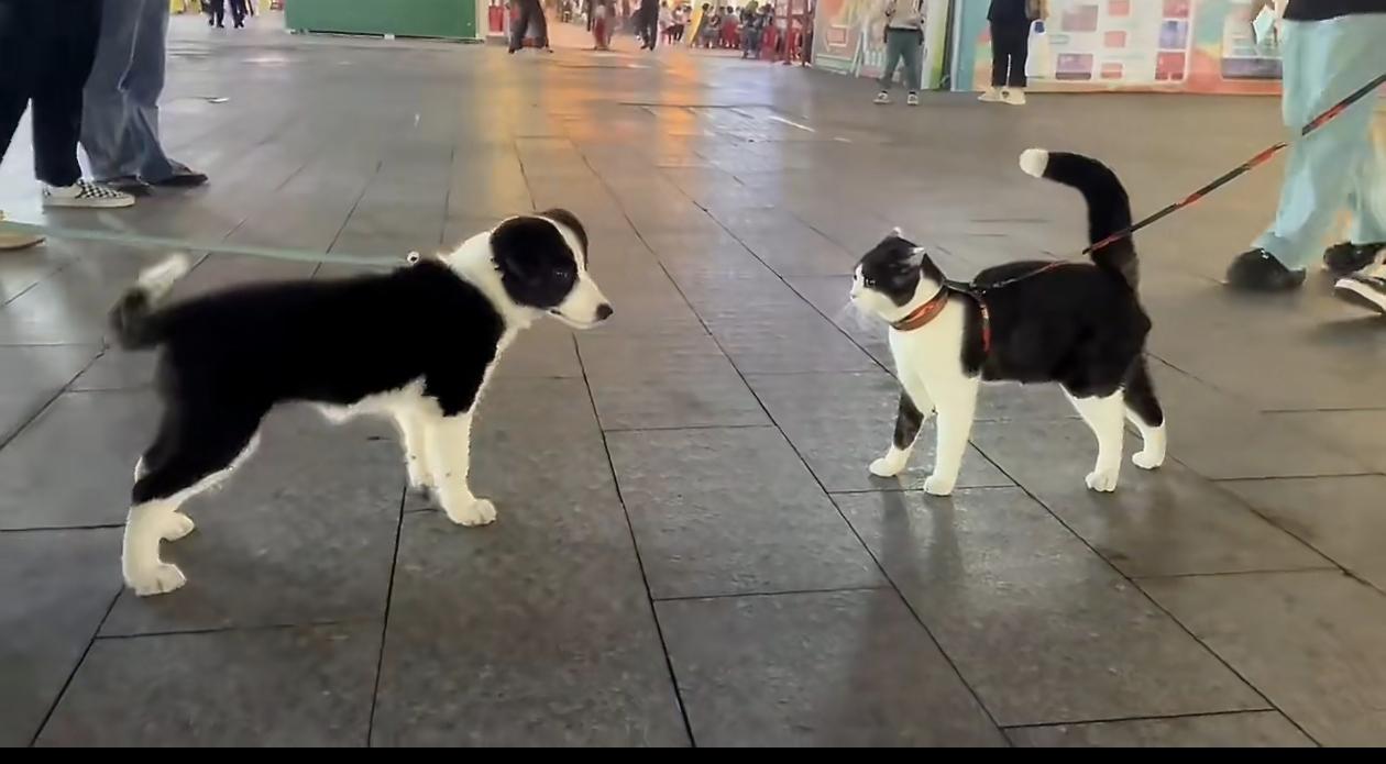 猫狗竟然撞衫了，连尾巴尖都一样。[比心]