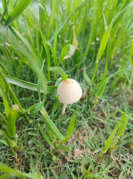 雨后的草地里，冒出几朵小蘑菇，看上去很精致，也很有灵性的样子。这是什么蘑菇呢