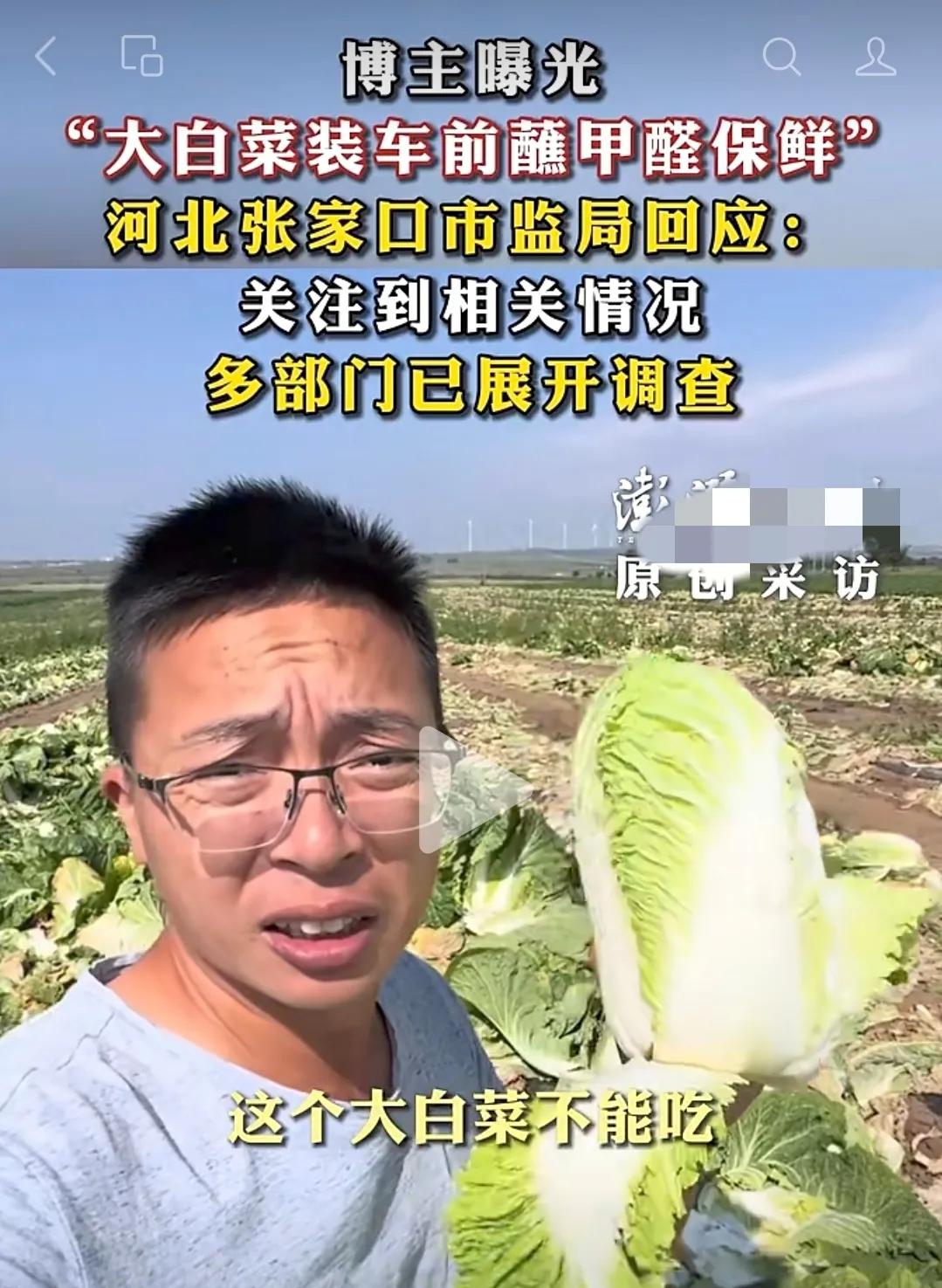 河北张家口康保县大白菜迎来丰收，可爆出的乱象，让不少老百姓不敢再放心买。有无良