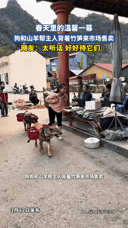 好家伙！这排场谁看了不喊一声厉害？女子背着一大筐竹笋刚走进市场，后头还跟着个“特