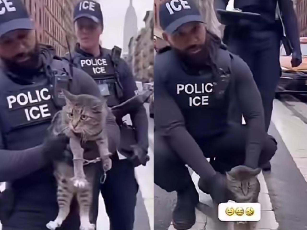 你们听说没？一只中华狸花猫漂洋过海到了英国，从它落地那刻起，附近的猫猫狗