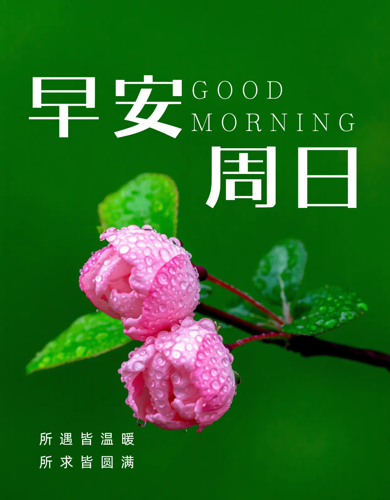 送你一份祝福，愿春日健康常在；送你一份心意，愿春花盛开如梦；送你一份快乐，愿春风