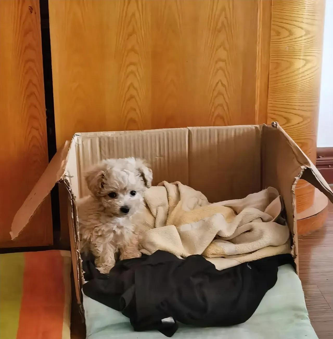 “我的妈呀！半夜楼下传来嗷呜嗷呜的哭声，我还以为谁家孩子丢了！冲下楼一看，草