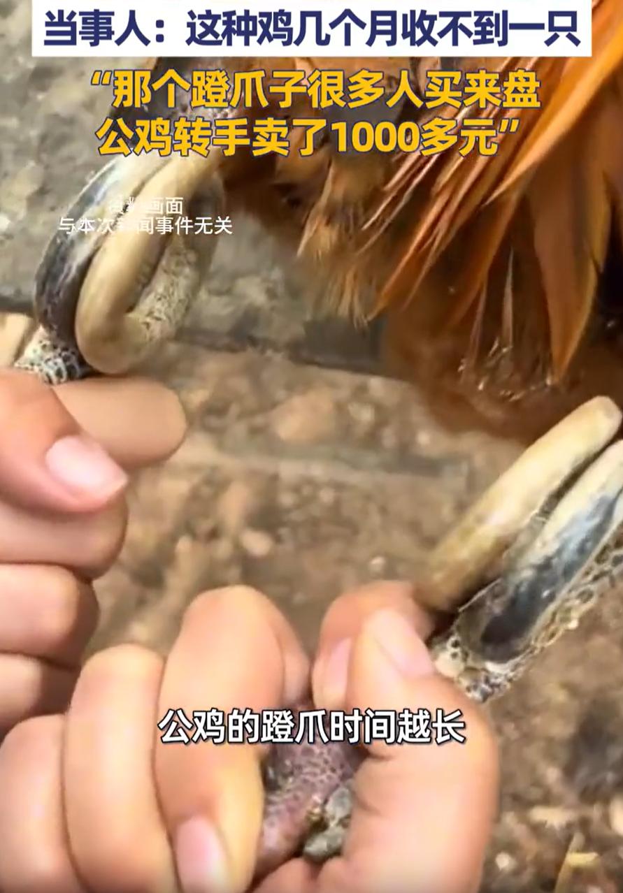 卖亏了！山东泰安，一男子回村里过年，突然发现一老人家里有一只特别的大公鸡