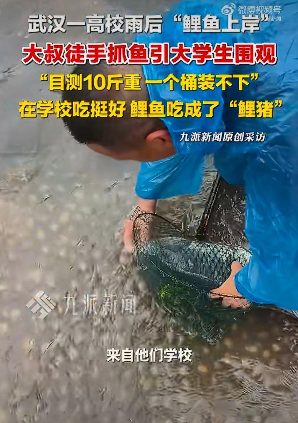 武汉雨后10斤鲤鱼上岸目击者发声学校里的鱼都长得挺好的，毕竟经常有人去喂。这么大