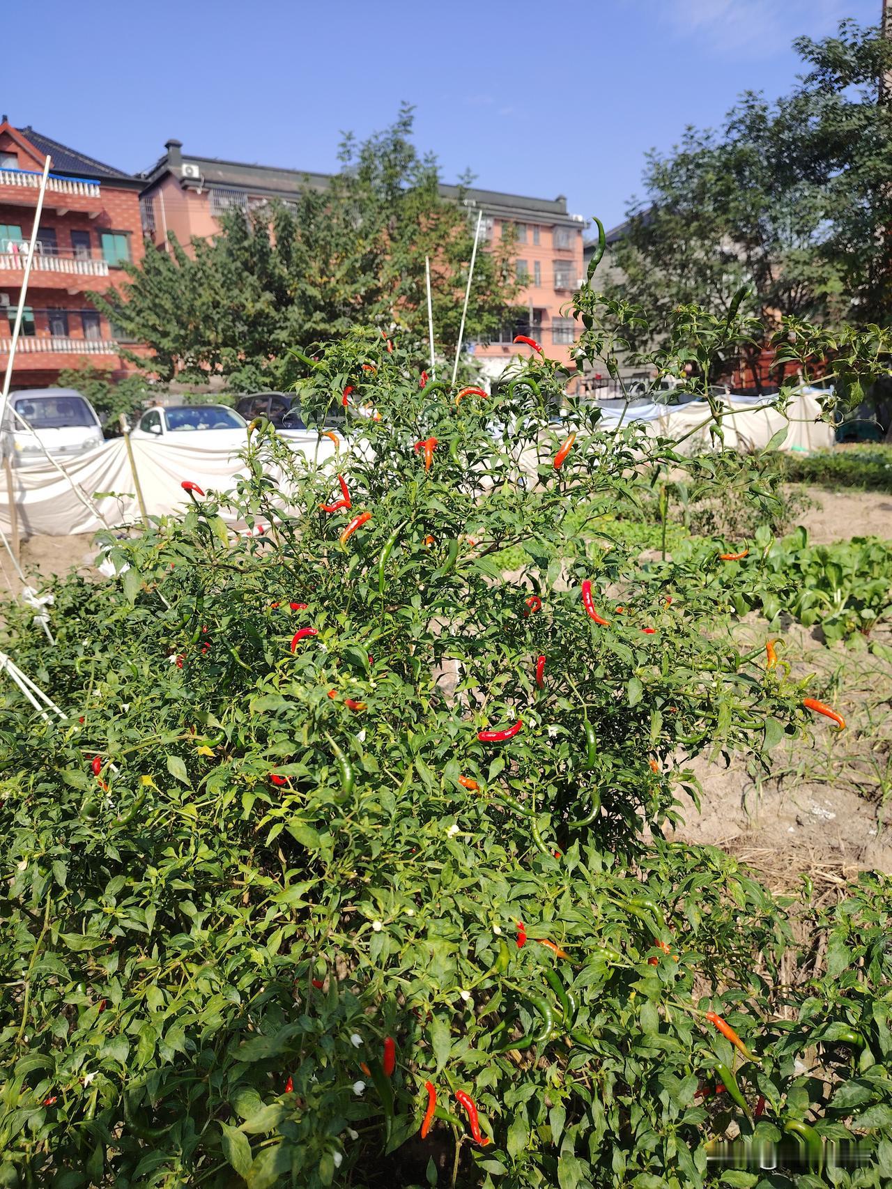 现在外面买菜，很多都是药水泡过的，哪有自己劳动，亲手种出来的绿色无污染蔬菜可靠！