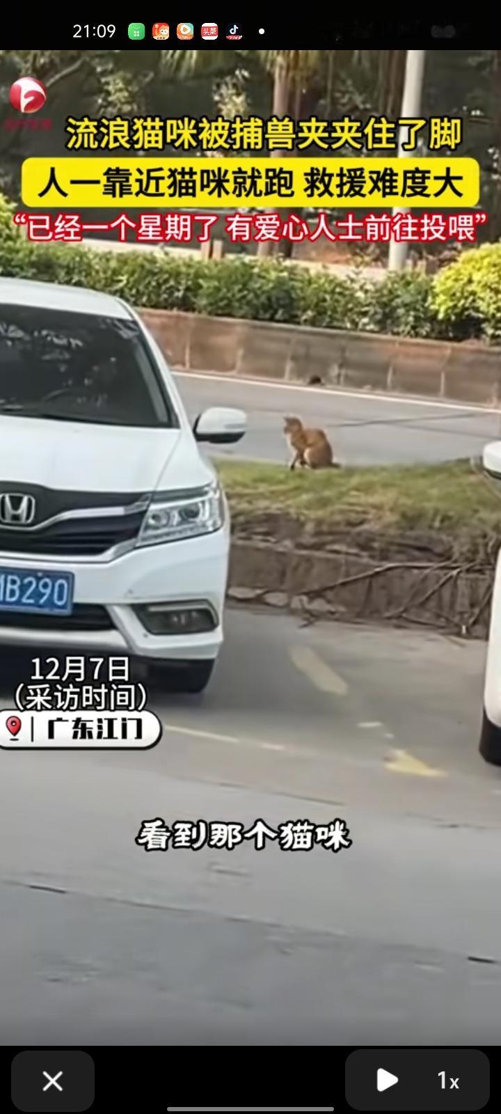 12月5日，广东江门。网友发视频称，自己看到猫咪被捕兽夹夹到了，躲在车底下，听说
