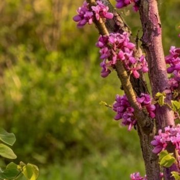 紫荆1.栽培方式：普通园土、沙壤土均可栽种，耐轻度贫瘠；落叶丛生灌木，根系浅生