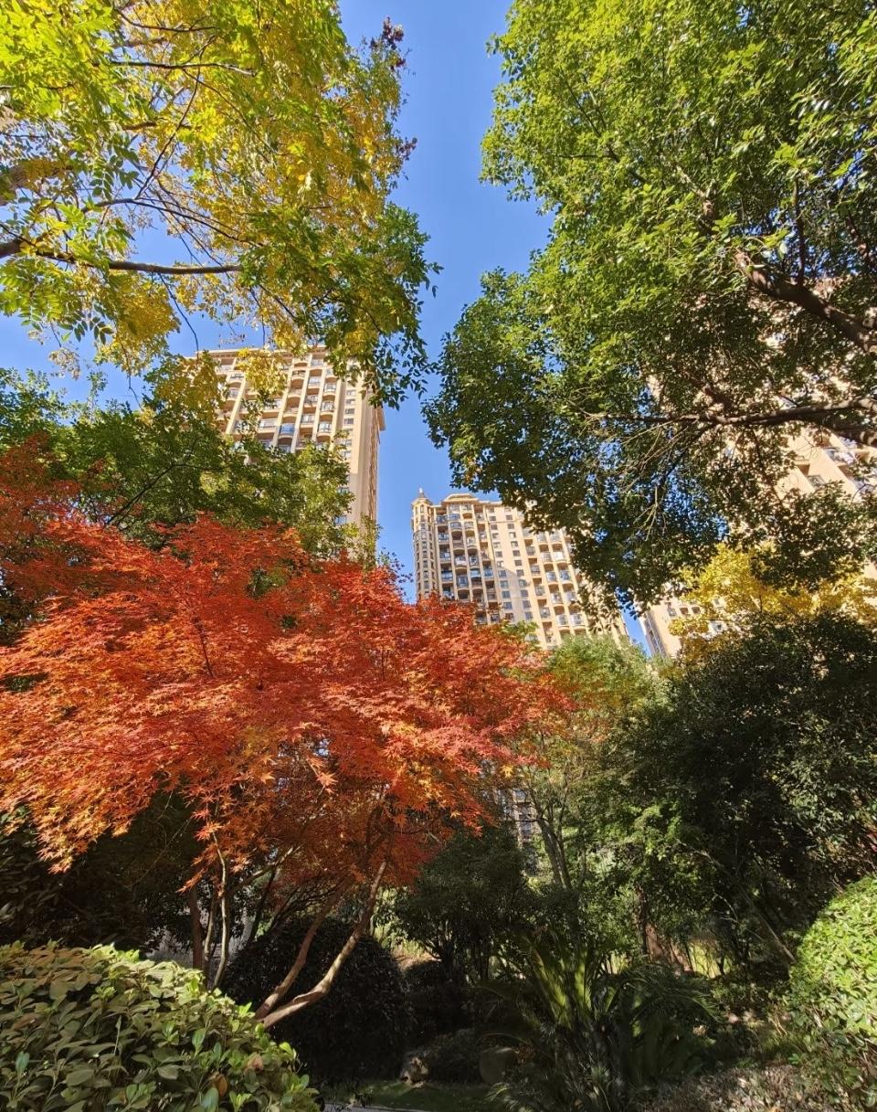 天呐，看看漂亮国“老特”关于房价的高论，你赞同吗？看了一个视频，有一段老特发