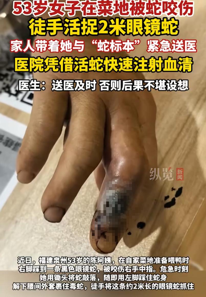 这大姨是个狠人！福建泉州，一位53岁的陈阿姨在自家菜地干活的工夫，被一条2米长的