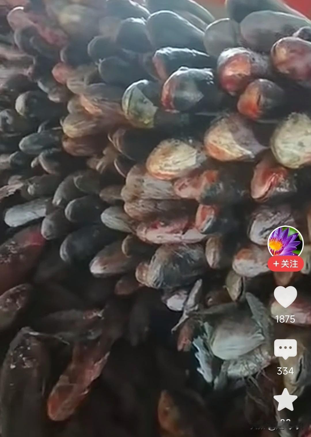 东北就是物产丰富，不光是粮食产的多，就连鱼产的也多，属有东北的鱼米之乡，黑辽吉的