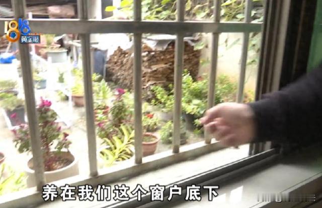 浙江绍兴，诸暨西杨龙村，村民大多住自建房，还带院子，张先生家和邻居挨得近，202