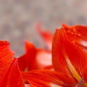 种植🌹朱顶红种球种植方法1、准备种球朱顶红在种植前，需提前准备种球，想要提高