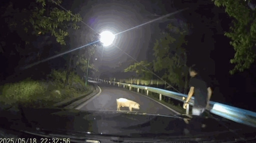 “笑不活了！”贵州，一男子和朋友深夜开车出门，突然看到前方道路上有一道黑影，几人