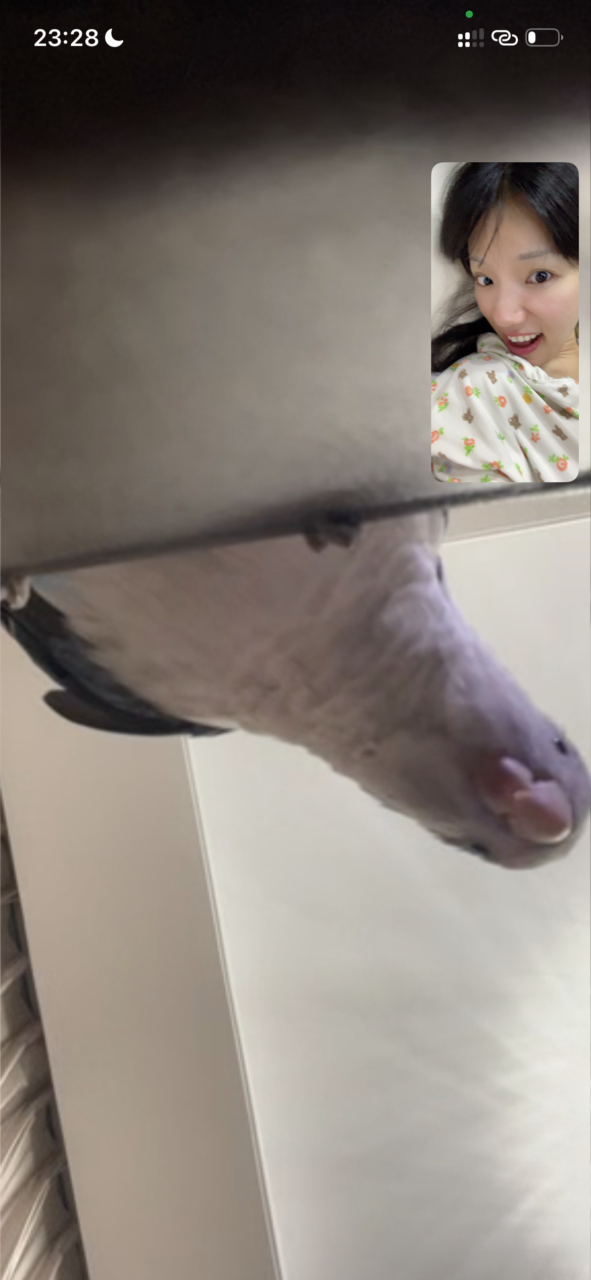 人鸡很想你