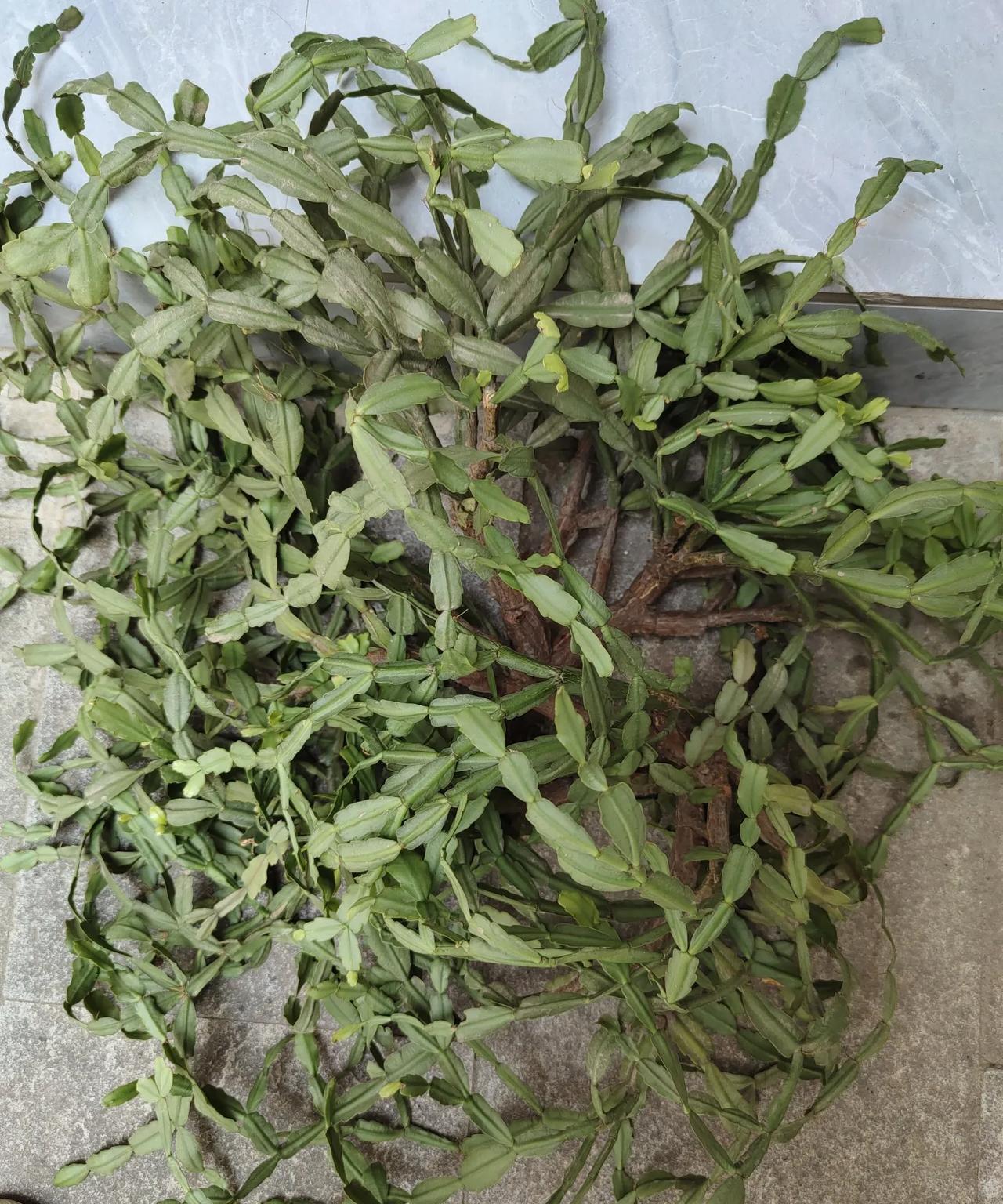 我养的蟹爪兰竟然又死了，这盆养了十二年了，根又沤坏了，太可惜了。去年那一盆也这么