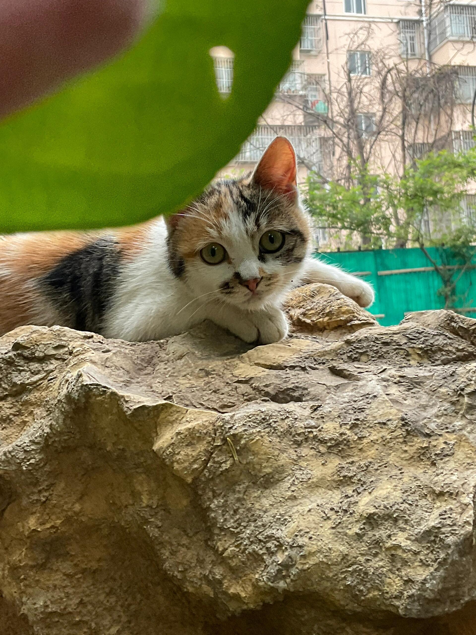 咪咪快到这里来🫴