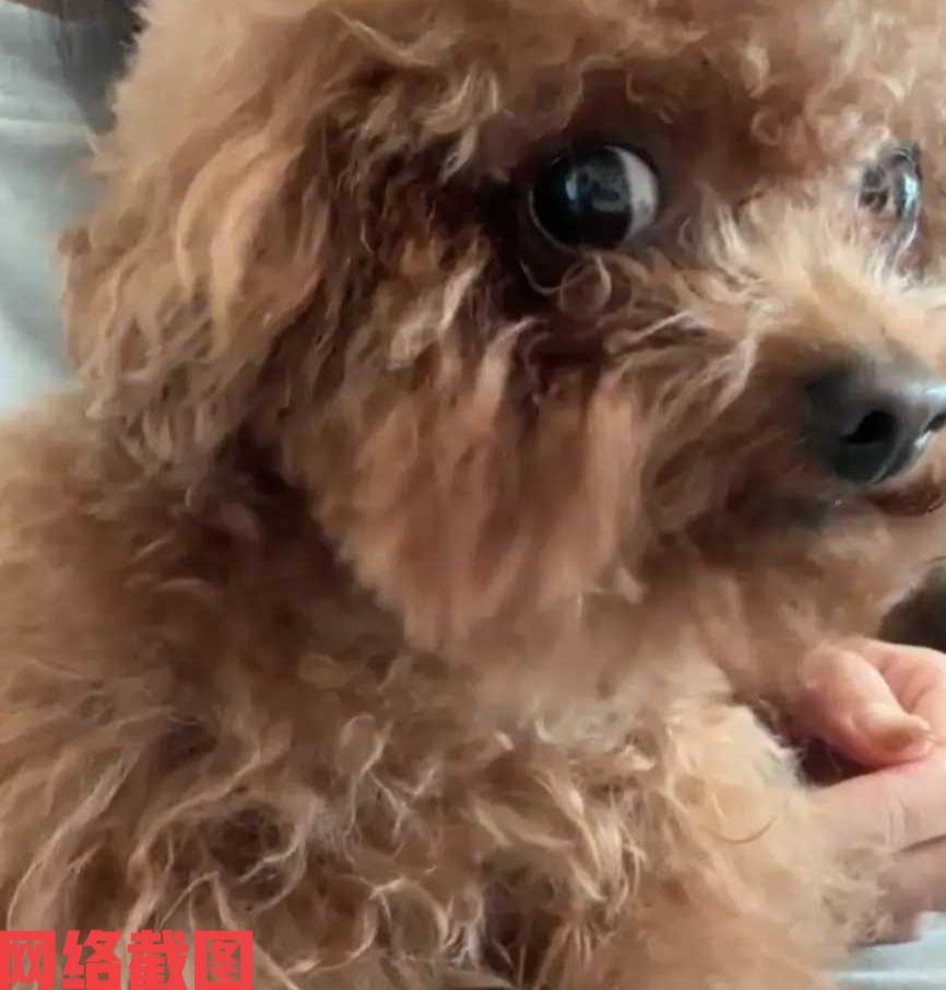 有女子有两只狗狗却带其中一只遛弯。当女子遛弯回家后，看到留在家里的另一只小泰