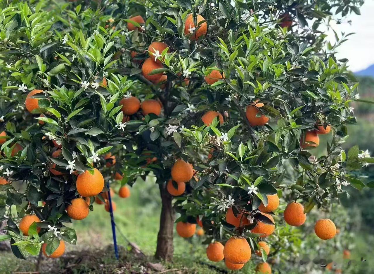 这种橙子大家见过吗？一边挂满果实，一边开满花农家果园橙子