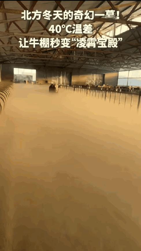 这下解释不清了！内蒙古，一位牧民大姐像往常一样，裹上厚棉衣去牛棚喂牛。刚一推开门
