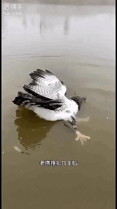 折翅的老鹰🦅谁能指出来它是怎么死的？[？？？]