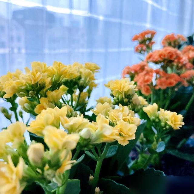 家里面养的长寿花迟迟不开花，急得我晚上都睡不着！最近刷到好多网友说自己的长寿