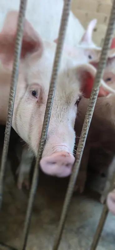 生猪价连跌8周，养猪行业可太难了！自春节前后小高峰后，猪价就一路走低。3月第4周