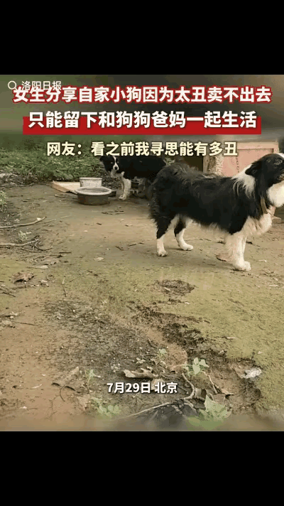 笑岔气了！北京一女生分享，自己家狗狗因为太丑，一直卖不出去，没办法，只能留在家里