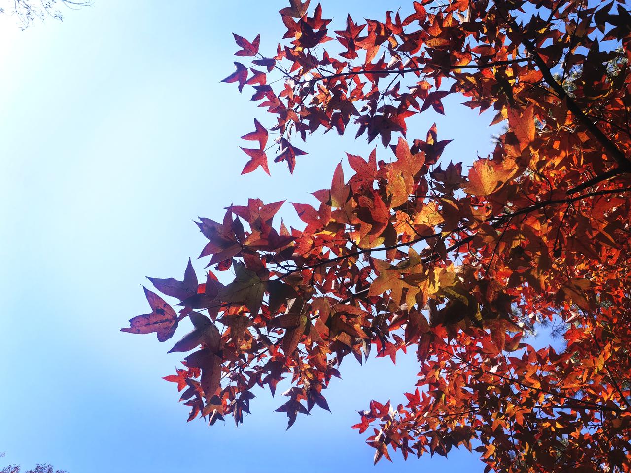 秋天一到，黄叶和红叶就成了大自然最妙的画作。漫步在山林间，那枫叶红得像火，在阳光