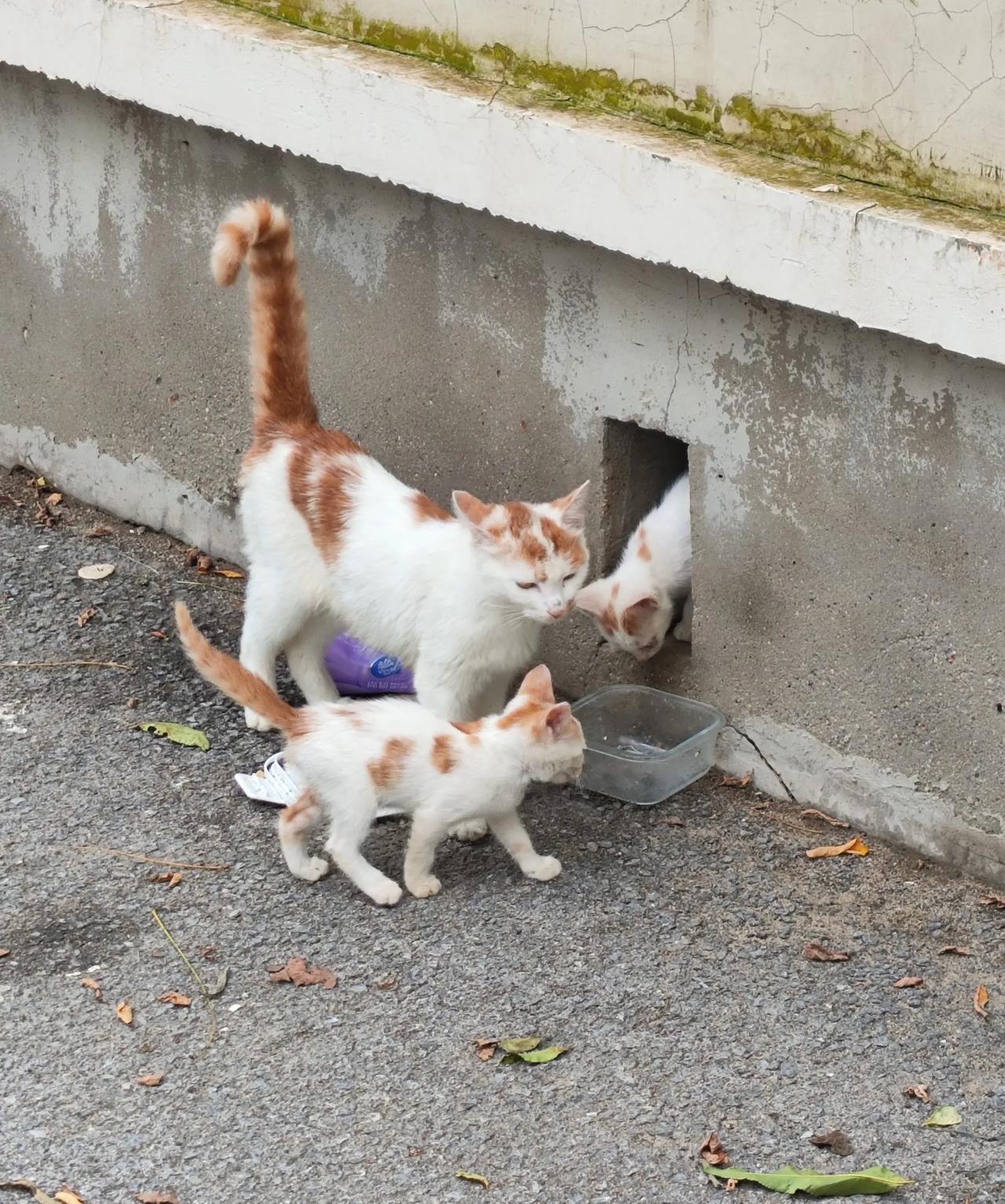 这野猫下崽了！我们小区的这个墙外是一块闲置十多年的荒地，也没有什么开发商来盖楼