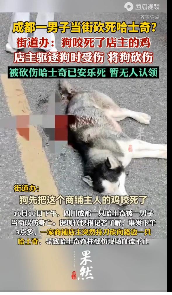 这么可爱的狗狗被砍至重伤真是凶残了据说是只2岁的哈士奇可能刚刚走失脖子上