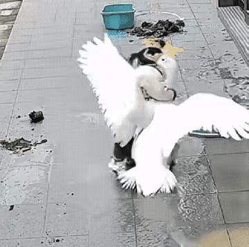 “这哪是小女孩赢了大鹅，是这只六七岁的老鹅，给家里的小丫头留足了情面！”