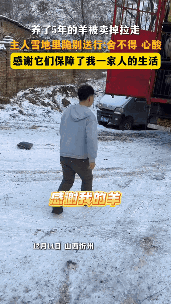 山西忻州一名男子站在雪地里，看着自己养了五年的羊一只只被赶上卡车。车要开了，他却