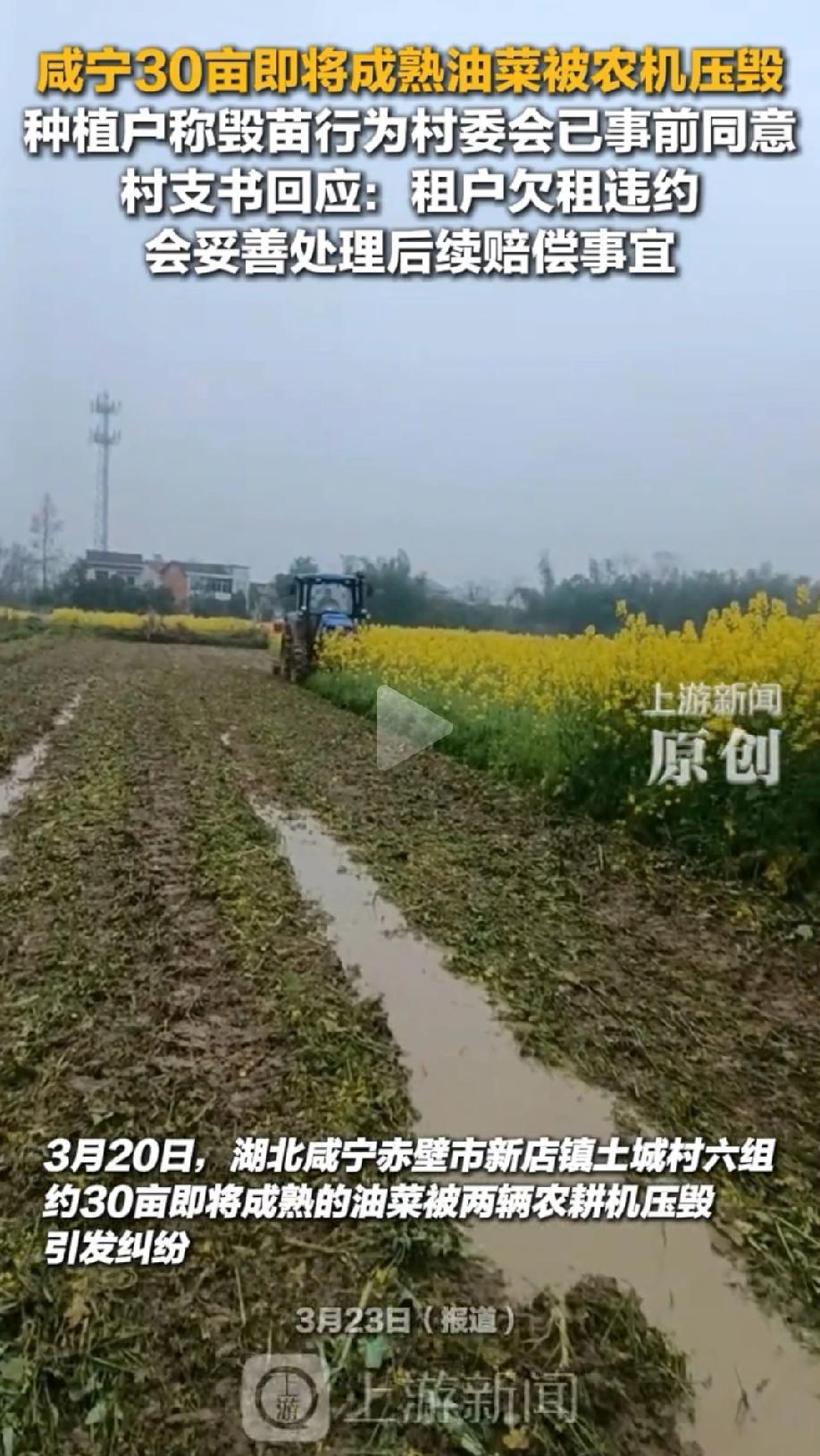 湖北咸宁，男子承包了30亩地，全部种植了油菜，眼看着油菜长到1.5米高，再有一个