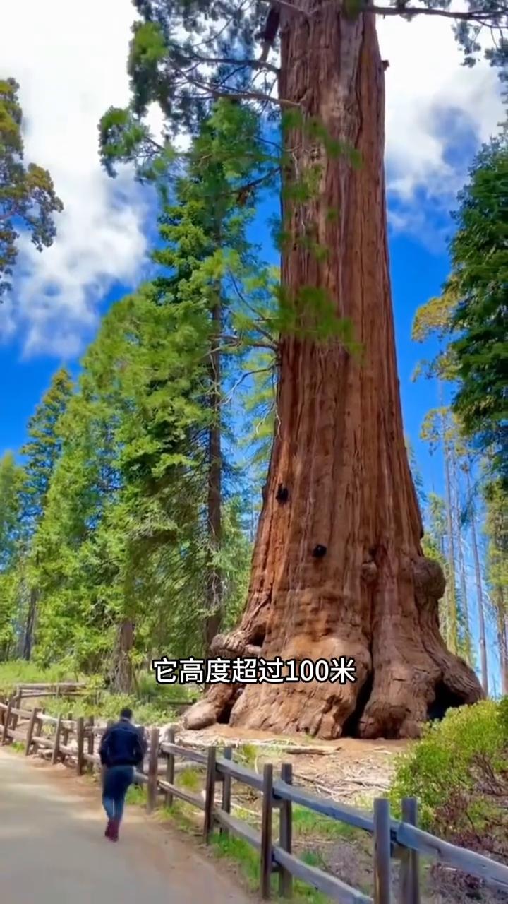 这是地球上最大的单体生物，能三千年不死的北美巨杉也被评为最危险、最心机的植物。它