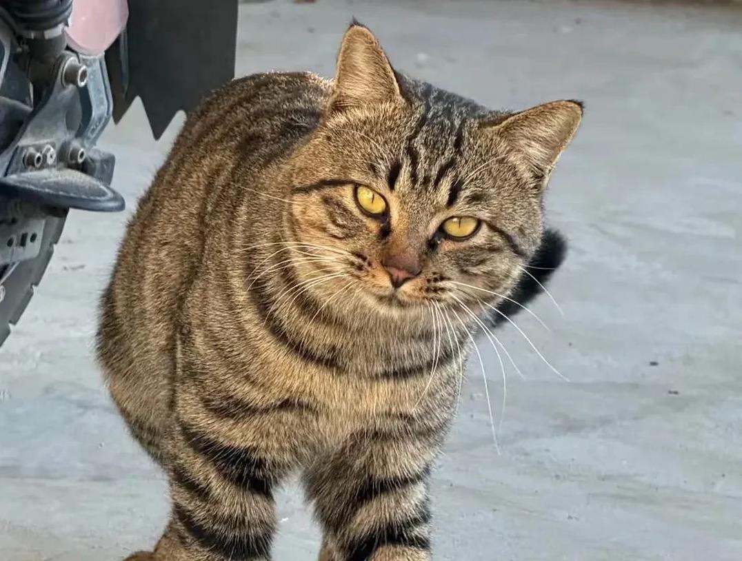 都说中国狸花猫是猫中扫地僧，这不，漂洋过海到美利坚直接成了社区扛把子。邻居家上百