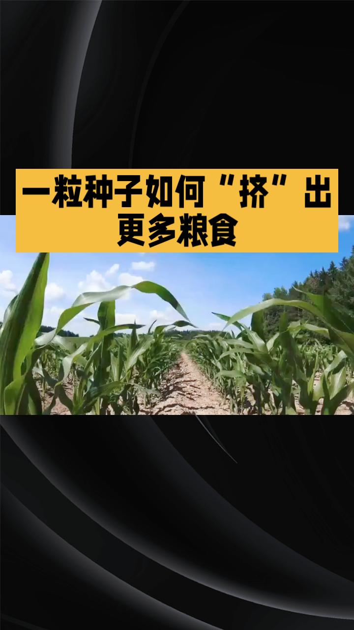一粒种子如何“挤”出更多粮食？中国育种科技正给出答案。在山东郓城，国家级小麦制