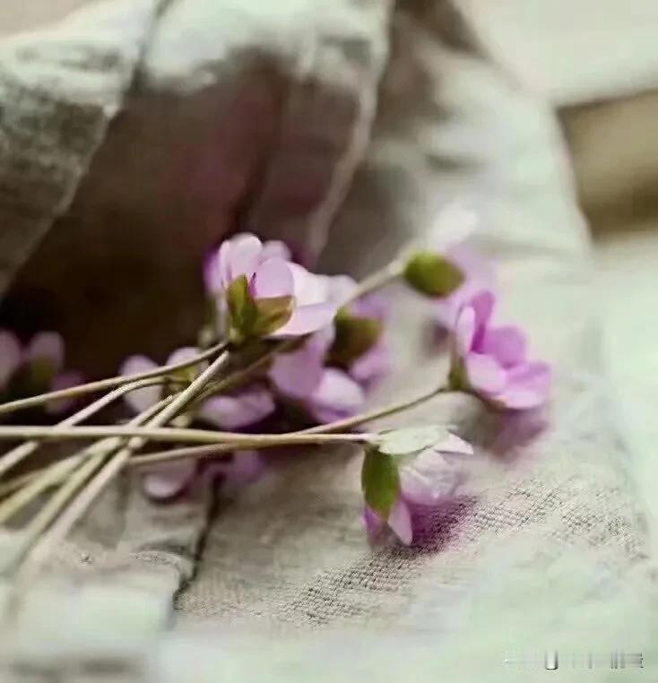 善良一定要带锋芒，没有底线的心软，只会惯出得寸进尺的恶人。生活当中，太多老