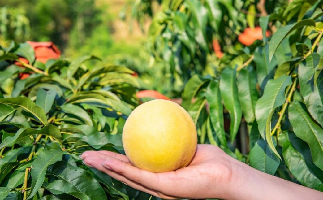 黄桃是“天然护肝丸”？医生叮嘱：若想肝脏红润健康，3种果多吃黄桃护肝在网上流