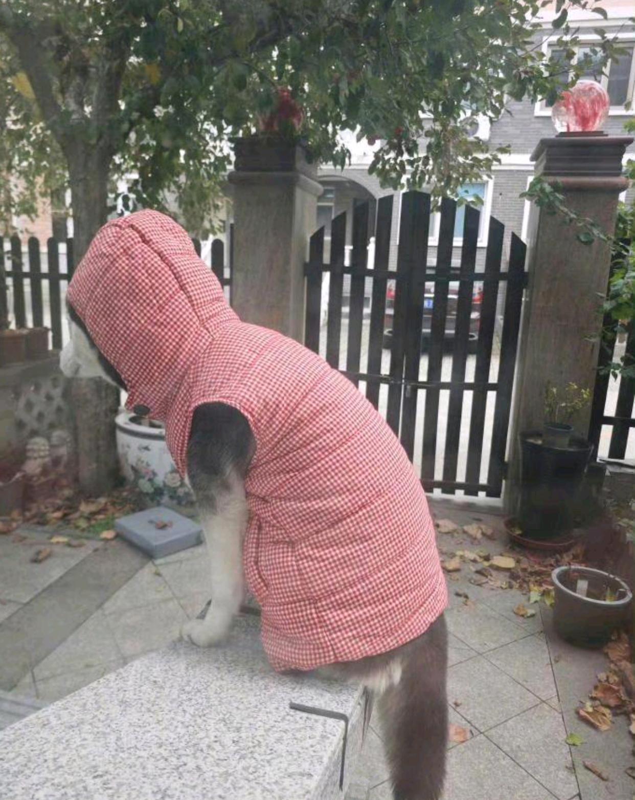 狼外婆的既视感不得不说，二哈真的非常像狼