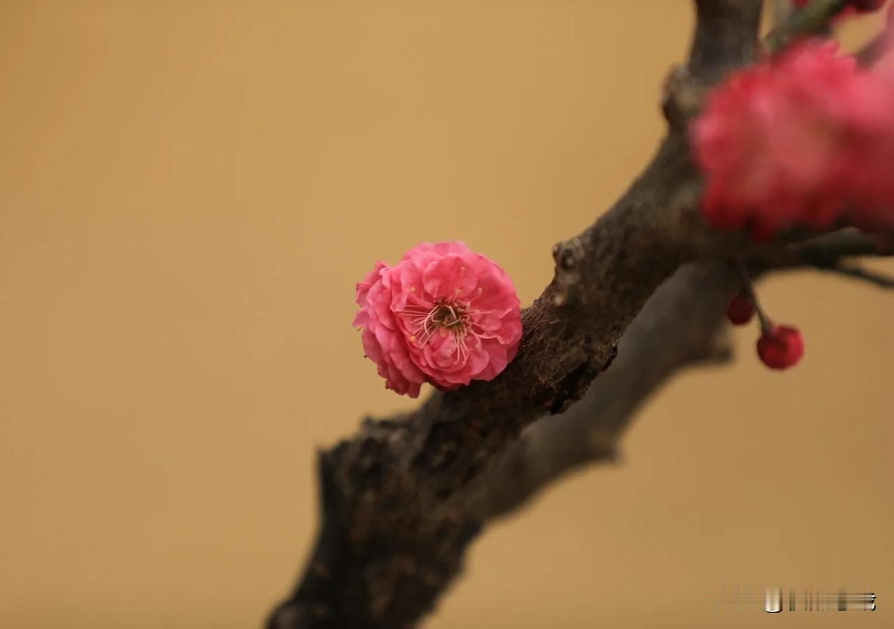 在莘庄梅园拍梅花，以枯萎的草坪或远处冬天枯萎的水杉林作背景，就可以得到下面这种背