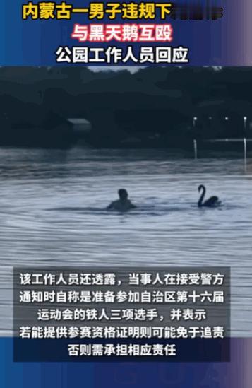 太离谱了！内蒙古包头，一名男子光天化日之下，竟在公园的湖里和一只黑天鹅上演了一场