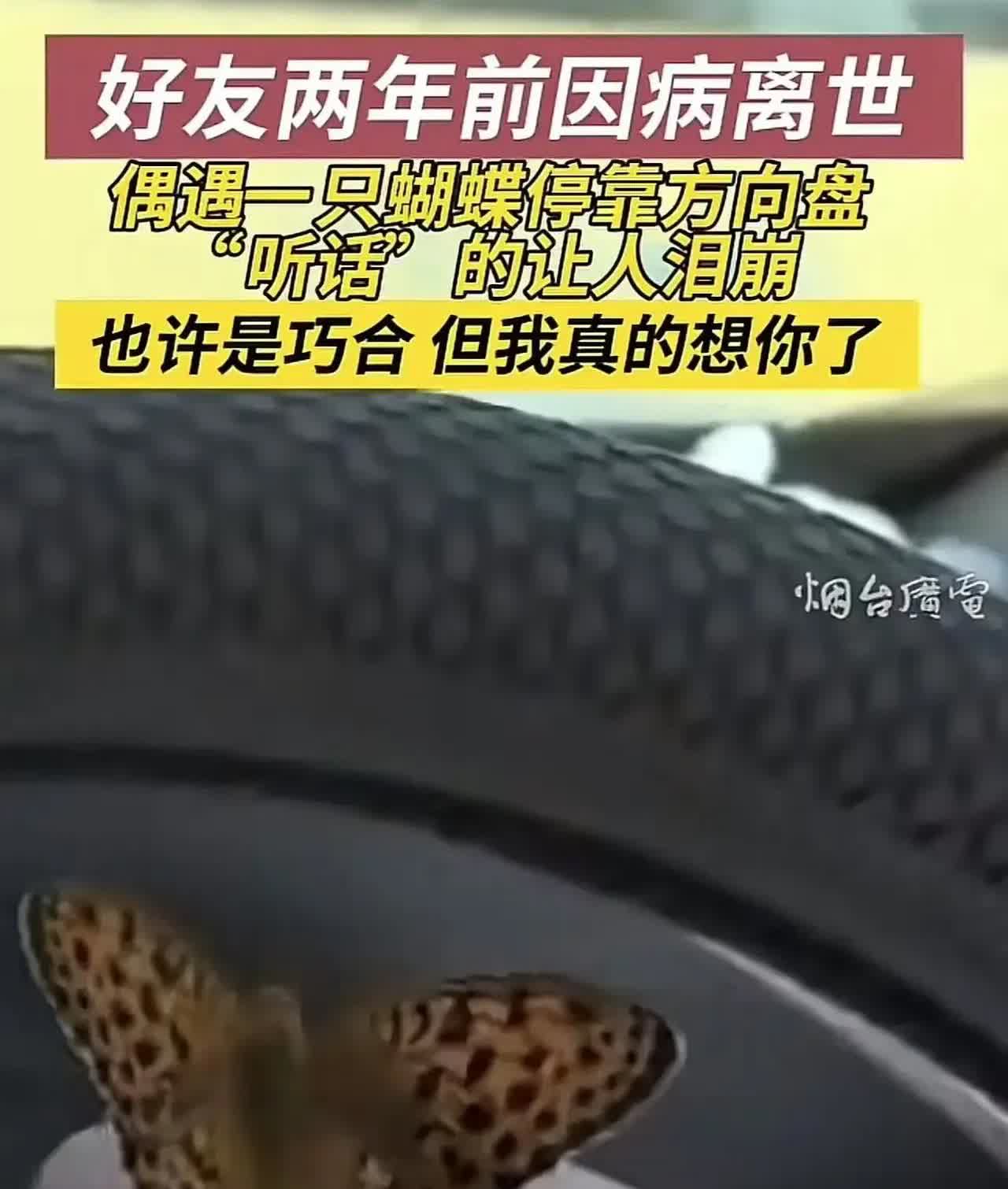 “科学解释icon不了！”好友两年前因病去世，一只蝴蝶突然停靠在方向盘上，“听话