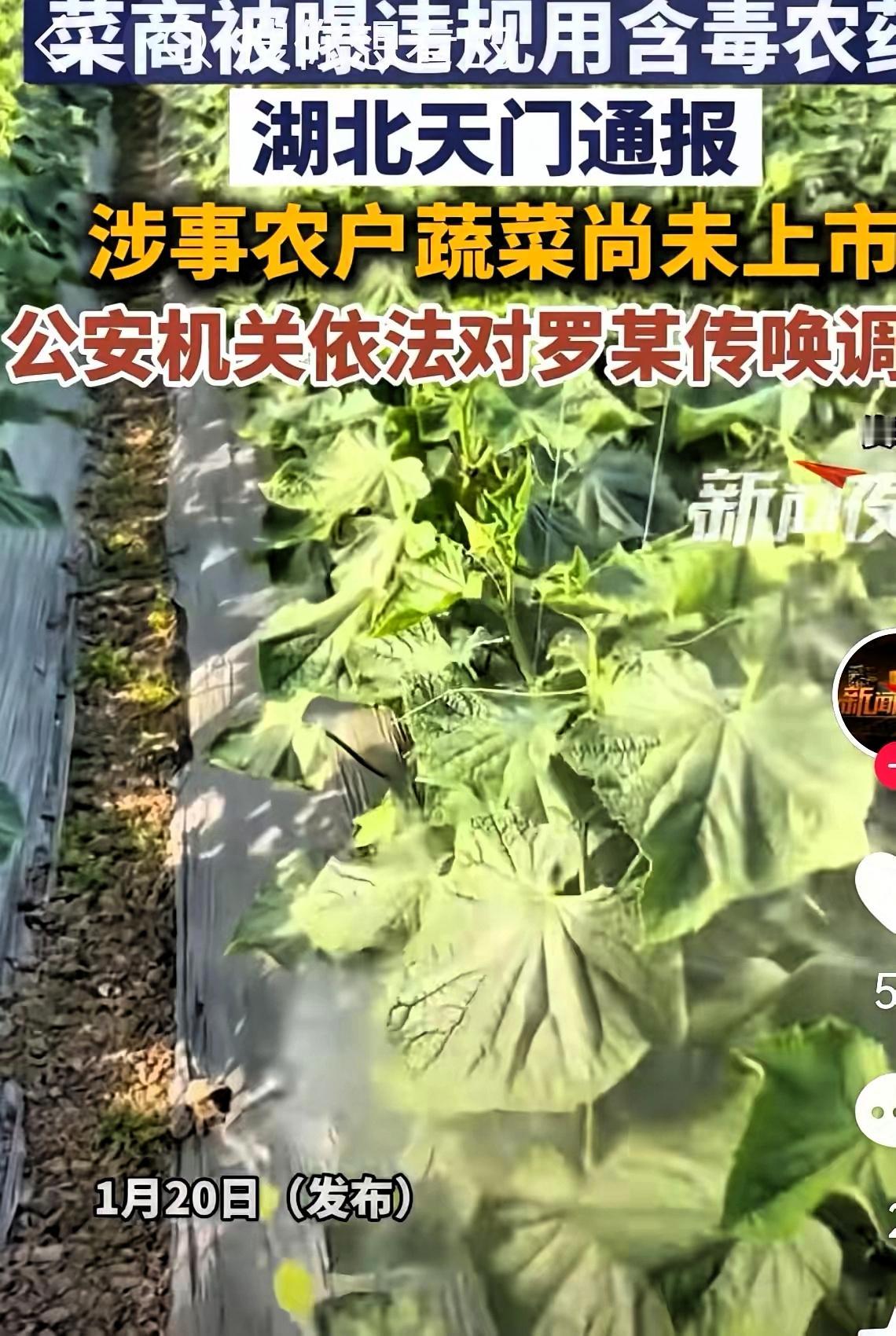 湖北又曝出揪心事儿，查出大量有毒青菜，现在的人真是大胆，啥也敢干，完全不顾别人的